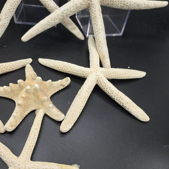 Natural White Starfish Collection For Crafts & Decor Large and Small DH1362 - Picture 6 of 8